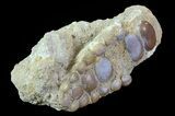 Pycnodus Crushing Mouthplate - Cretaceous Fish #71781-1